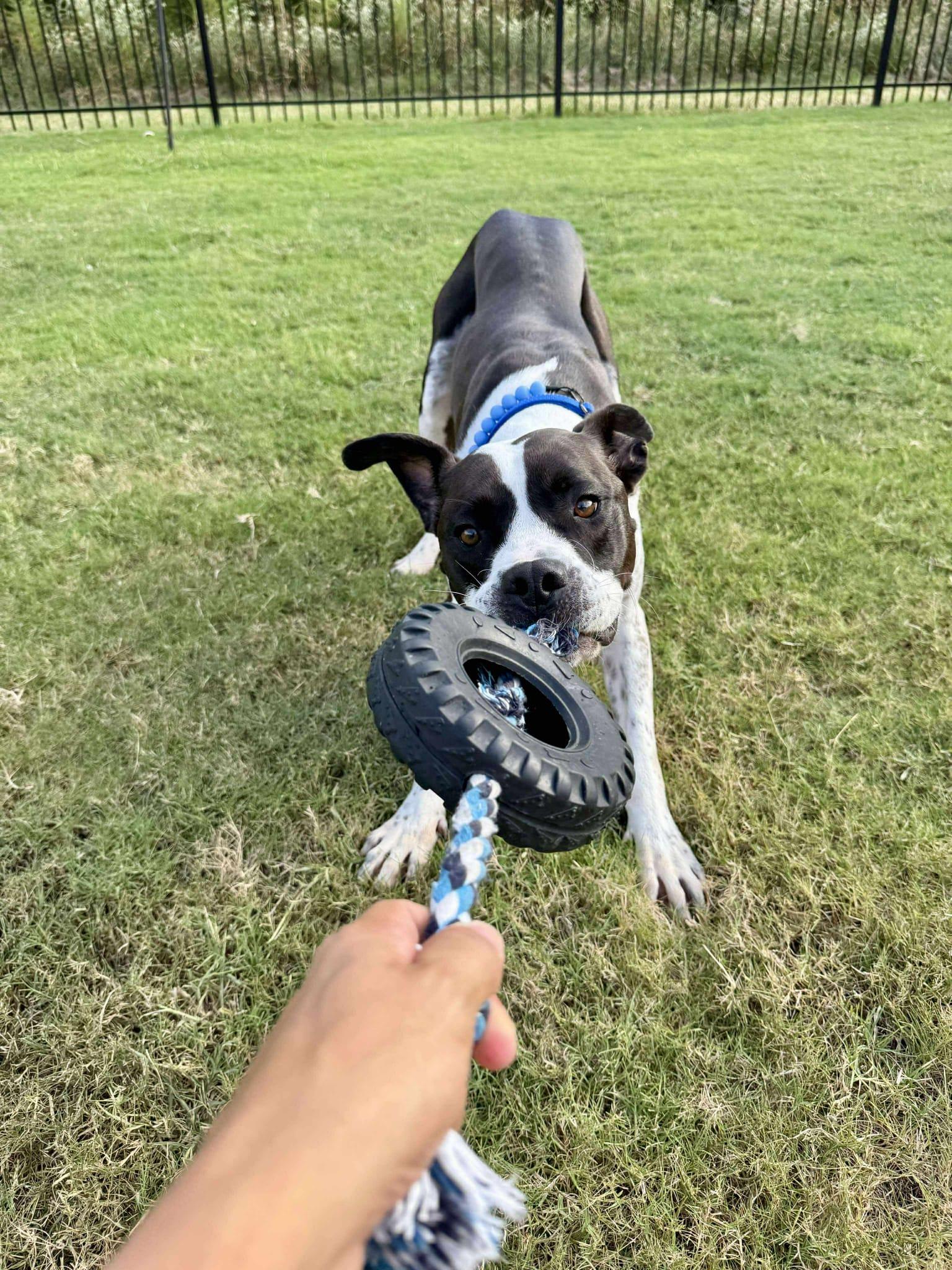 Enlarge Elliot, a Adoptable mixed breed in Yonkers, NY image 3/6