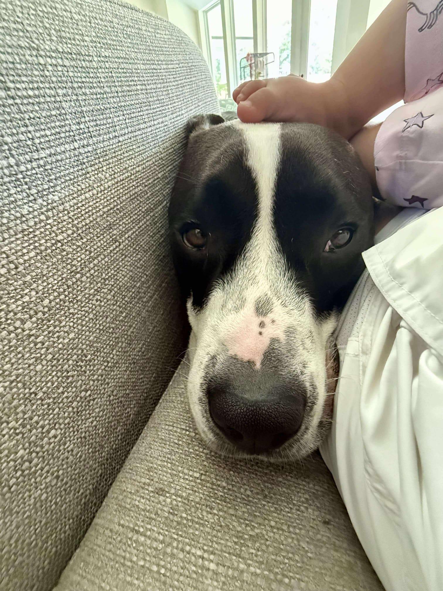 Enlarge Elliot, a Adoptable mixed breed in Yonkers, NY image 6/6