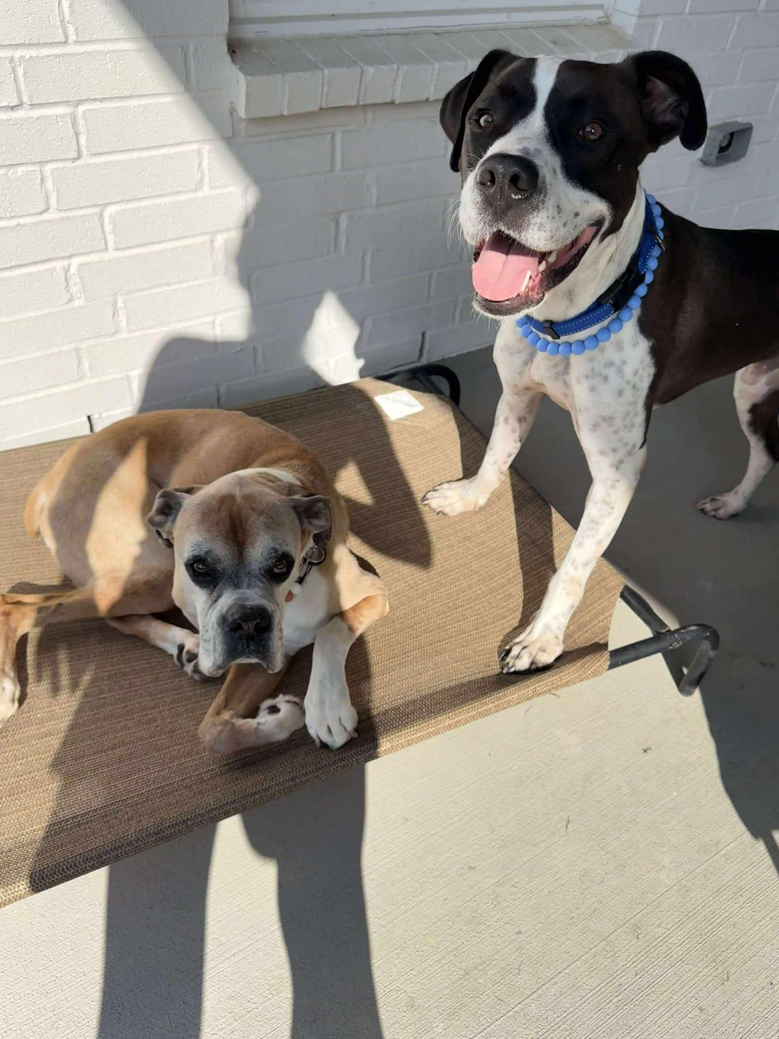 Enlarge Elliot, a Adoptable mixed breed in Yonkers, NY image 2/6