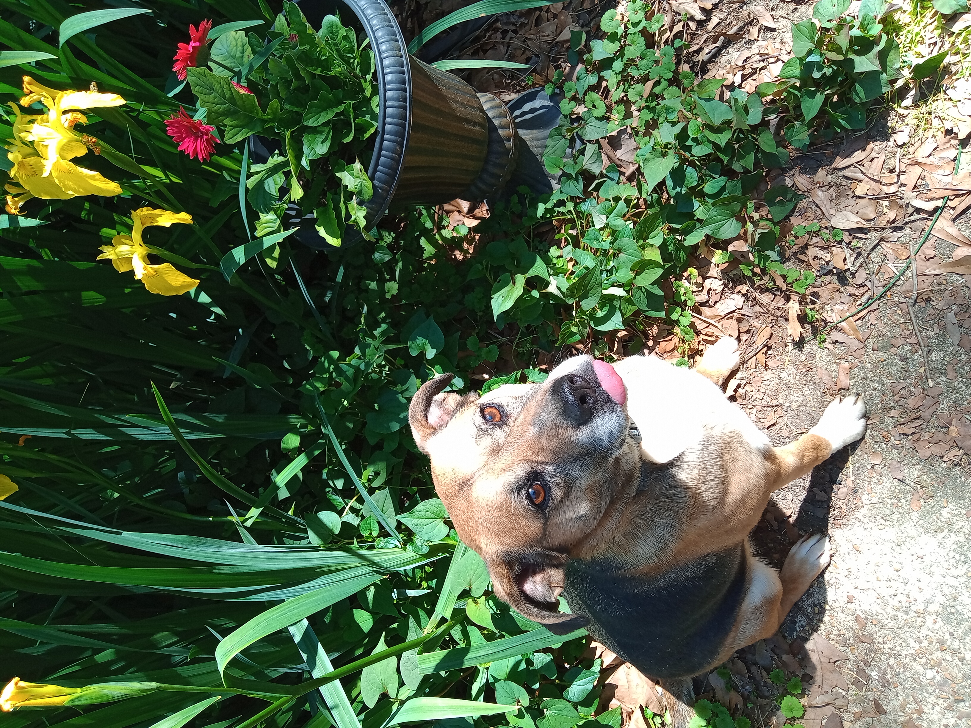 Annie, Adoptable, Adult Female Foxhound & Beagle.
