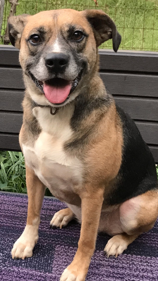 Annie, a Adoptable mixed breed in Memphis, TN image 2/9