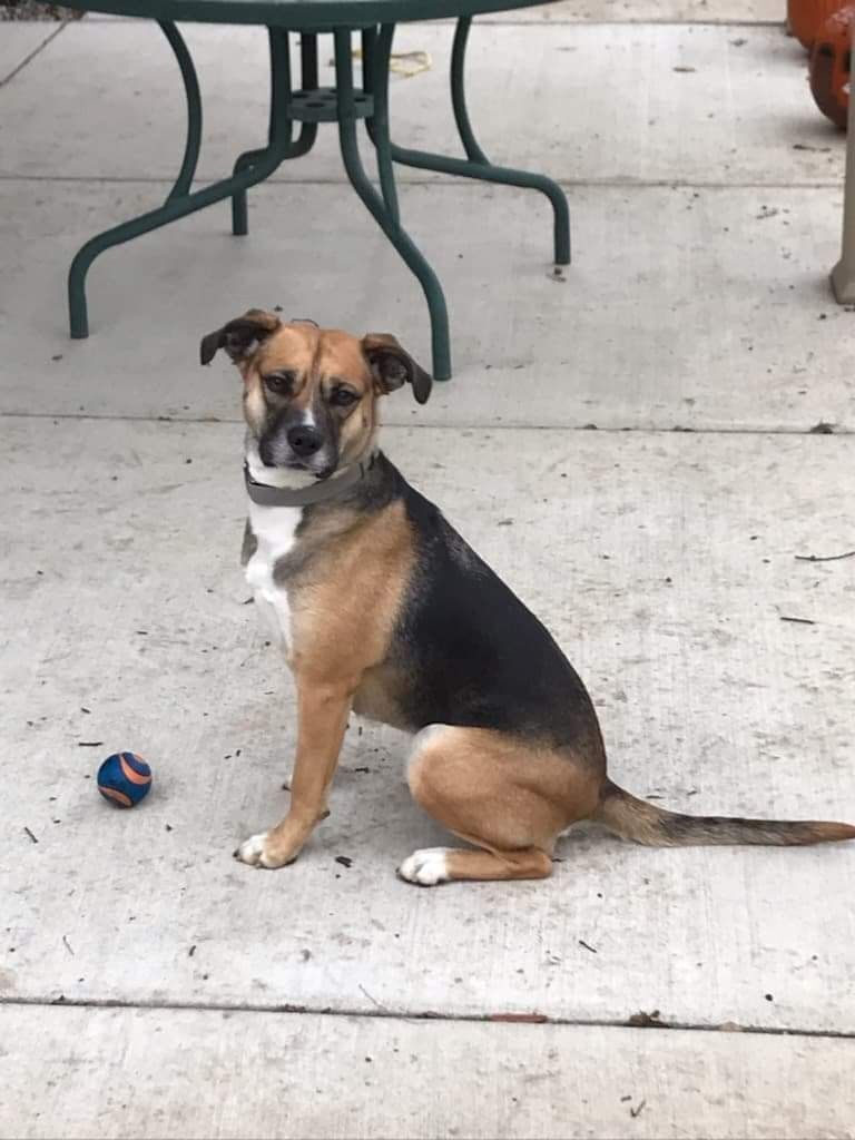 Annie, a Adoptable mixed breed in Memphis, TN image 3/9