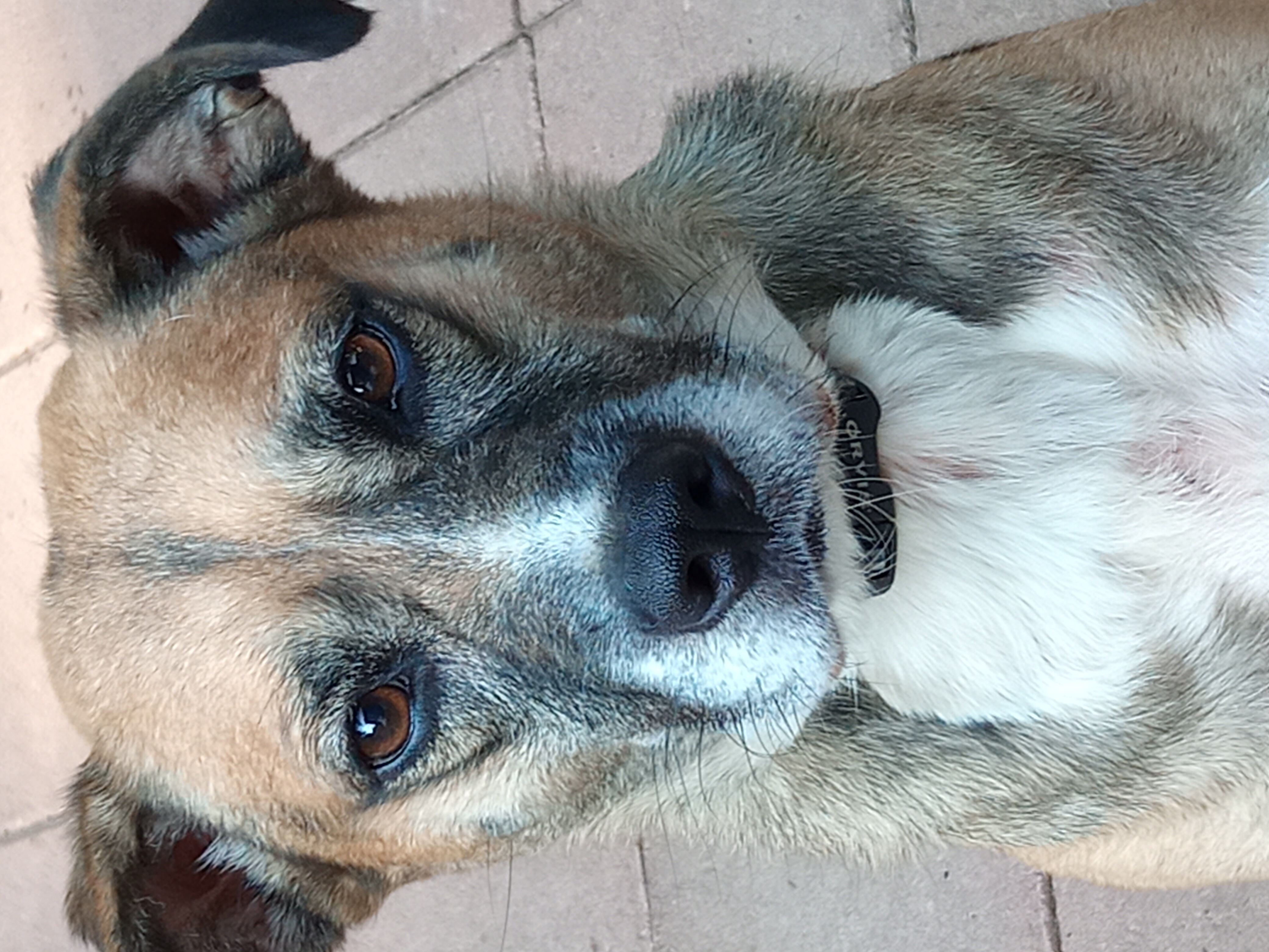 Annie, a Adoptable mixed breed in Memphis, TN image 4/9