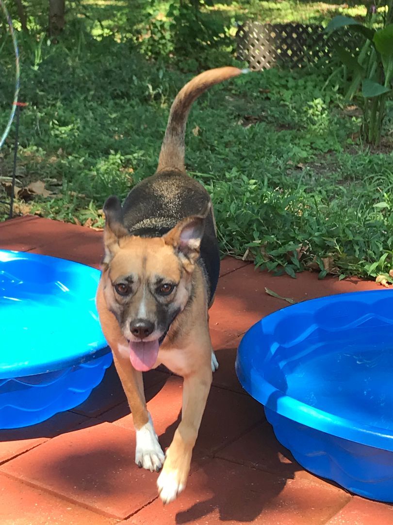 Annie, a Adoptable mixed breed in Memphis, TN image 5/9