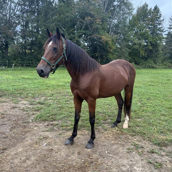 Enlarge Brody, a Adoption Pending Pony in Cooperstown, NY image 5/6