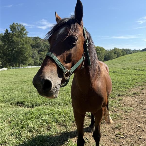 Enlarge Brody, a Adoption Pending Pony in Cooperstown, NY image 4/6