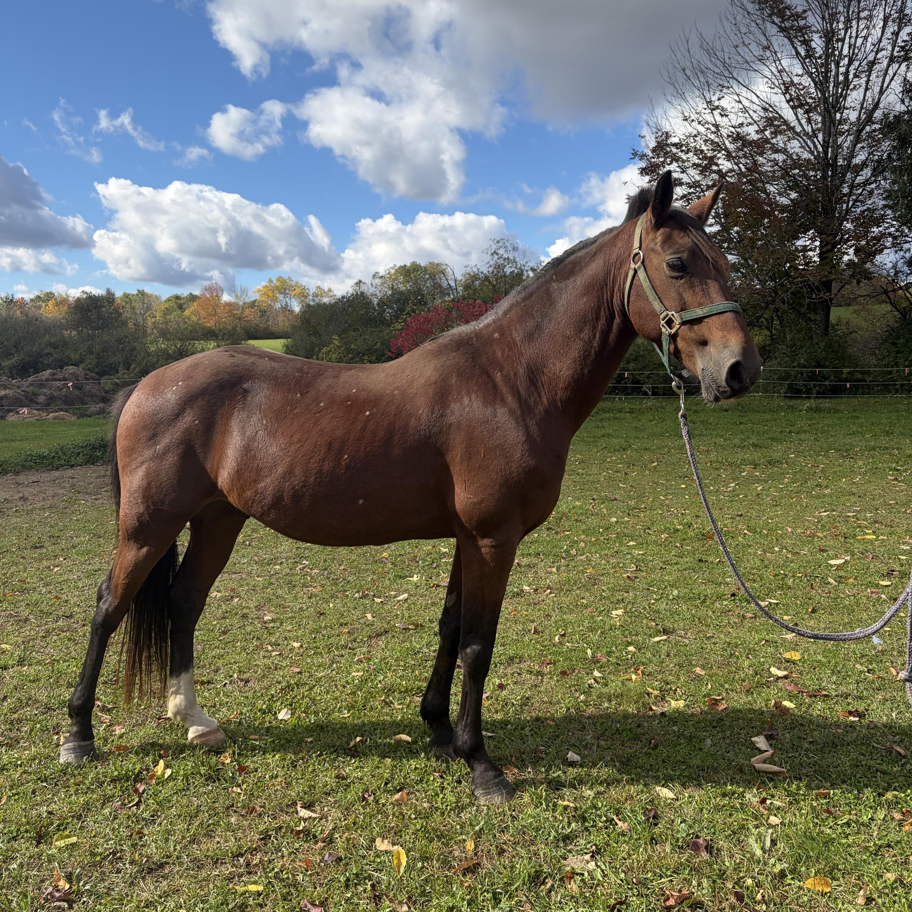 Enlarge Brody, a Adoption Pending Pony in Cooperstown, NY image 3/6