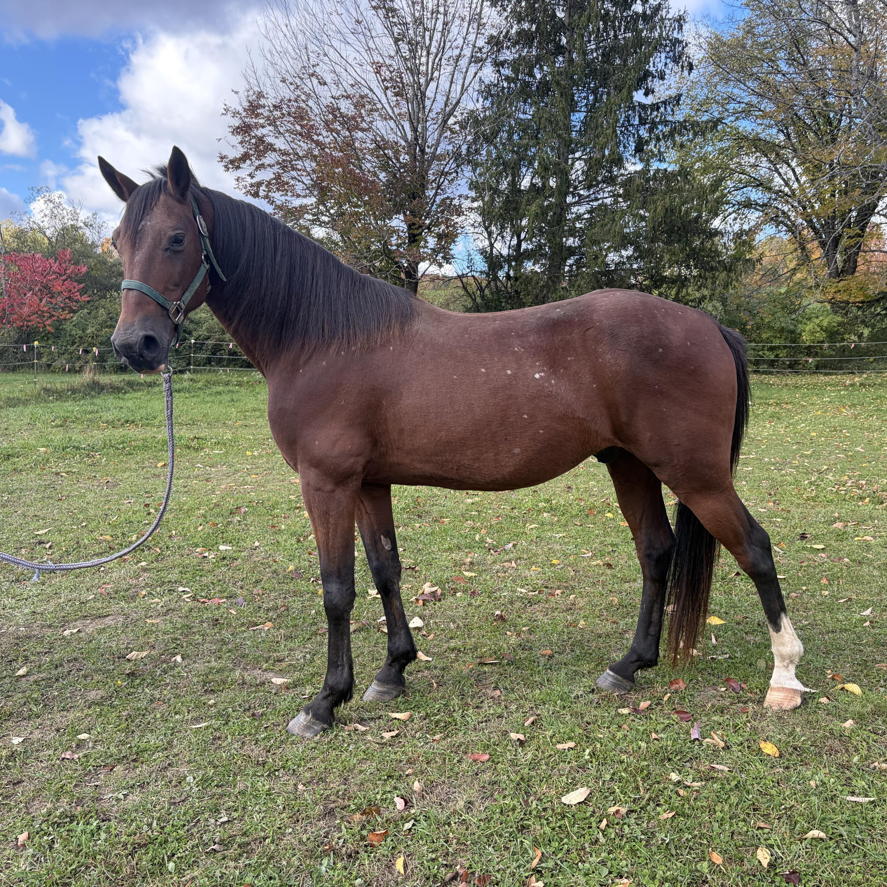 Enlarge Brody, a Adoption Pending Pony in Cooperstown, NY image 2/6