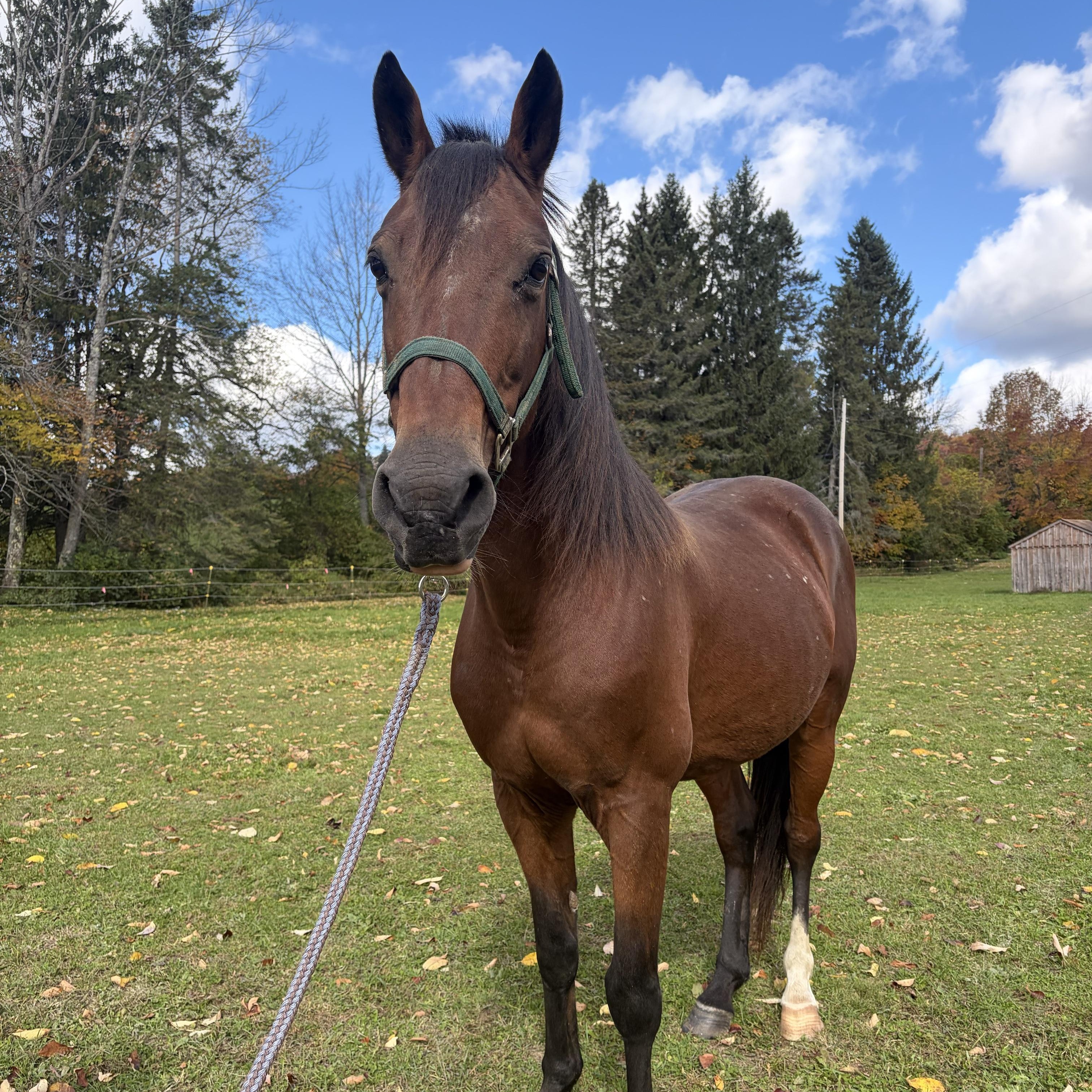 Enlarge Brody, a Adoption Pending Pony in Cooperstown, NY image 1/6
