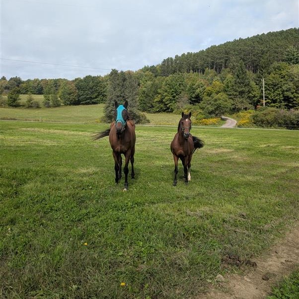 Enlarge Brody, a Adoption Pending Pony in Cooperstown, NY image 6/6