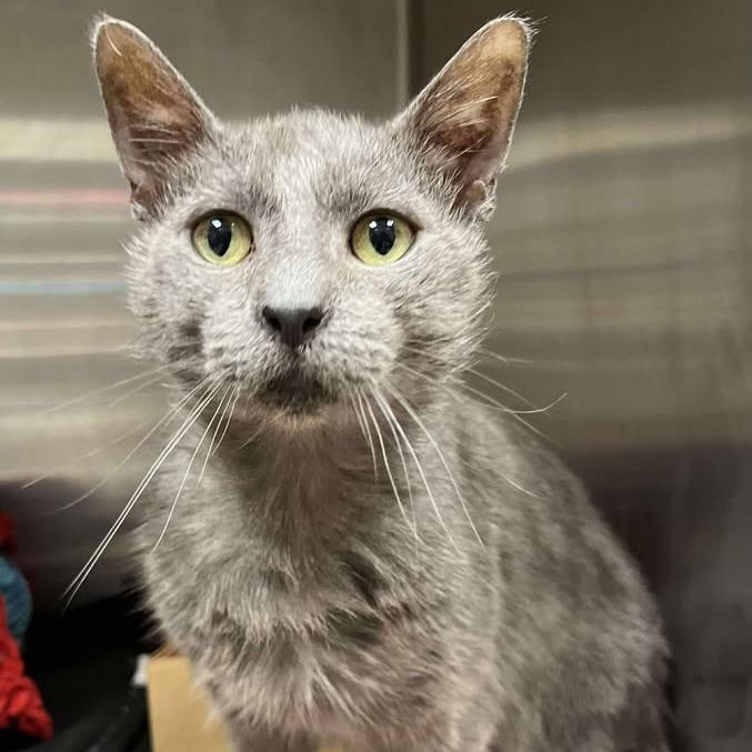 Charlie, Adoptable, Adult Male Domestic Short Hair.