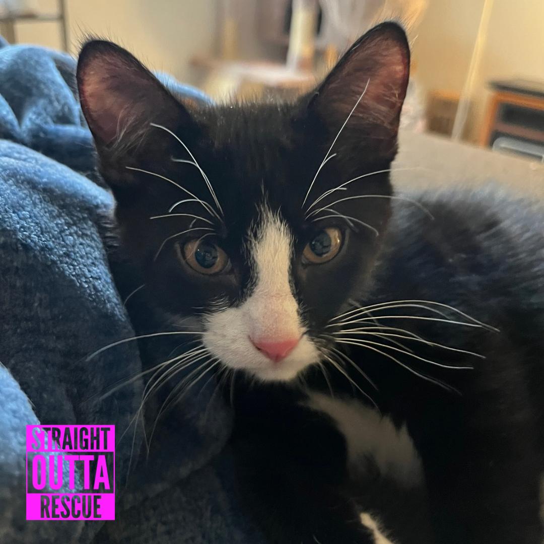 Bond, a ADOPTABLE Domestic Short Hair in Vancouver, BC image 5/6