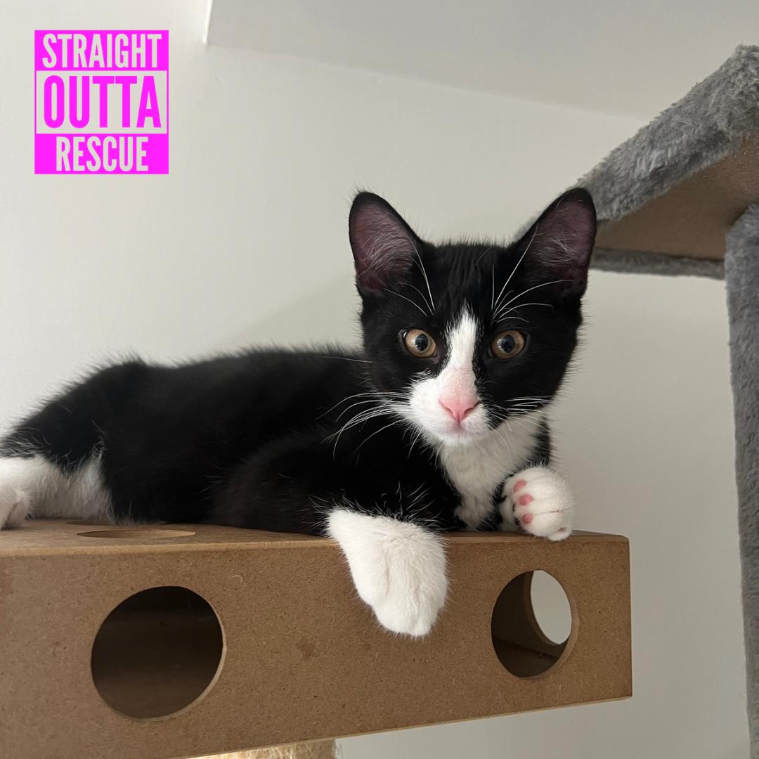 Bond, a ADOPTABLE Domestic Short Hair in Vancouver, BC image 1/6