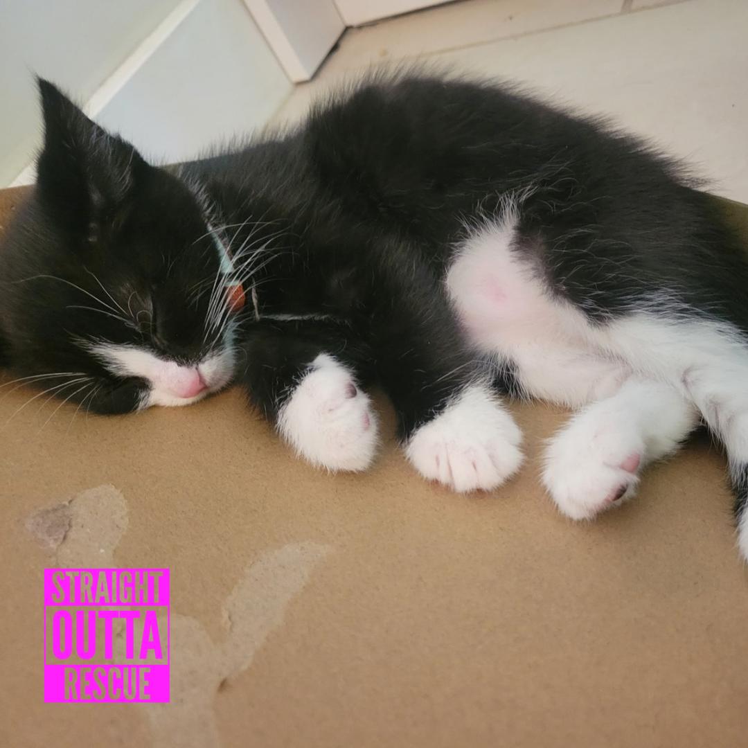 Bond, a ADOPTABLE Domestic Short Hair in Vancouver, BC image 5/6