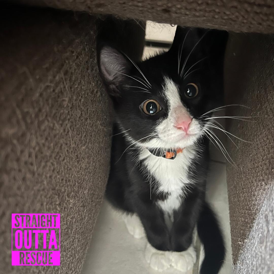 Bond, a ADOPTABLE Domestic Short Hair in Vancouver, BC image 4/6