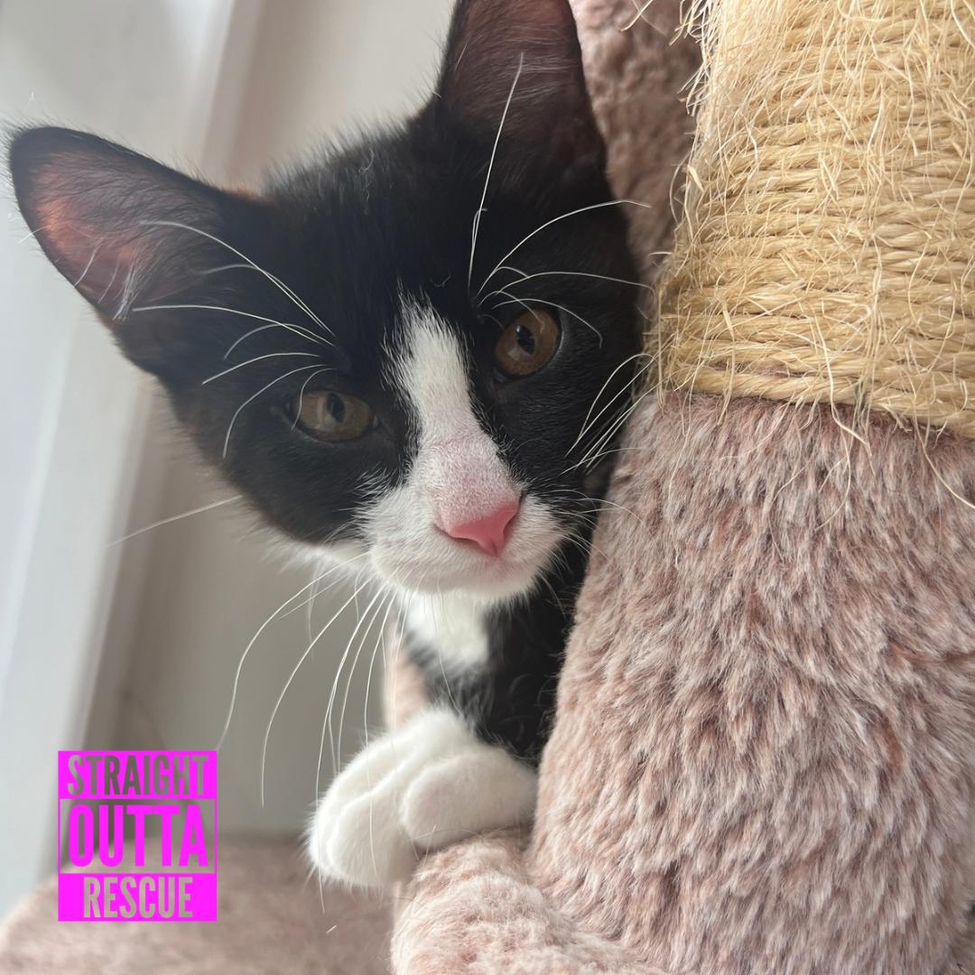 Bond, a ADOPTABLE Domestic Short Hair in Vancouver, BC image 6/6