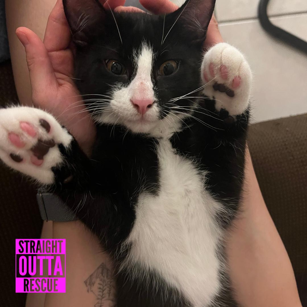 Bond, a ADOPTABLE Domestic Short Hair in Vancouver, BC image 2/6