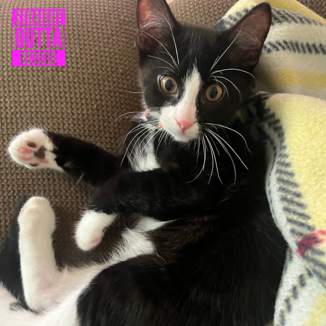 Bond, a ADOPTABLE Domestic Short Hair in Vancouver, BC image 1/6
