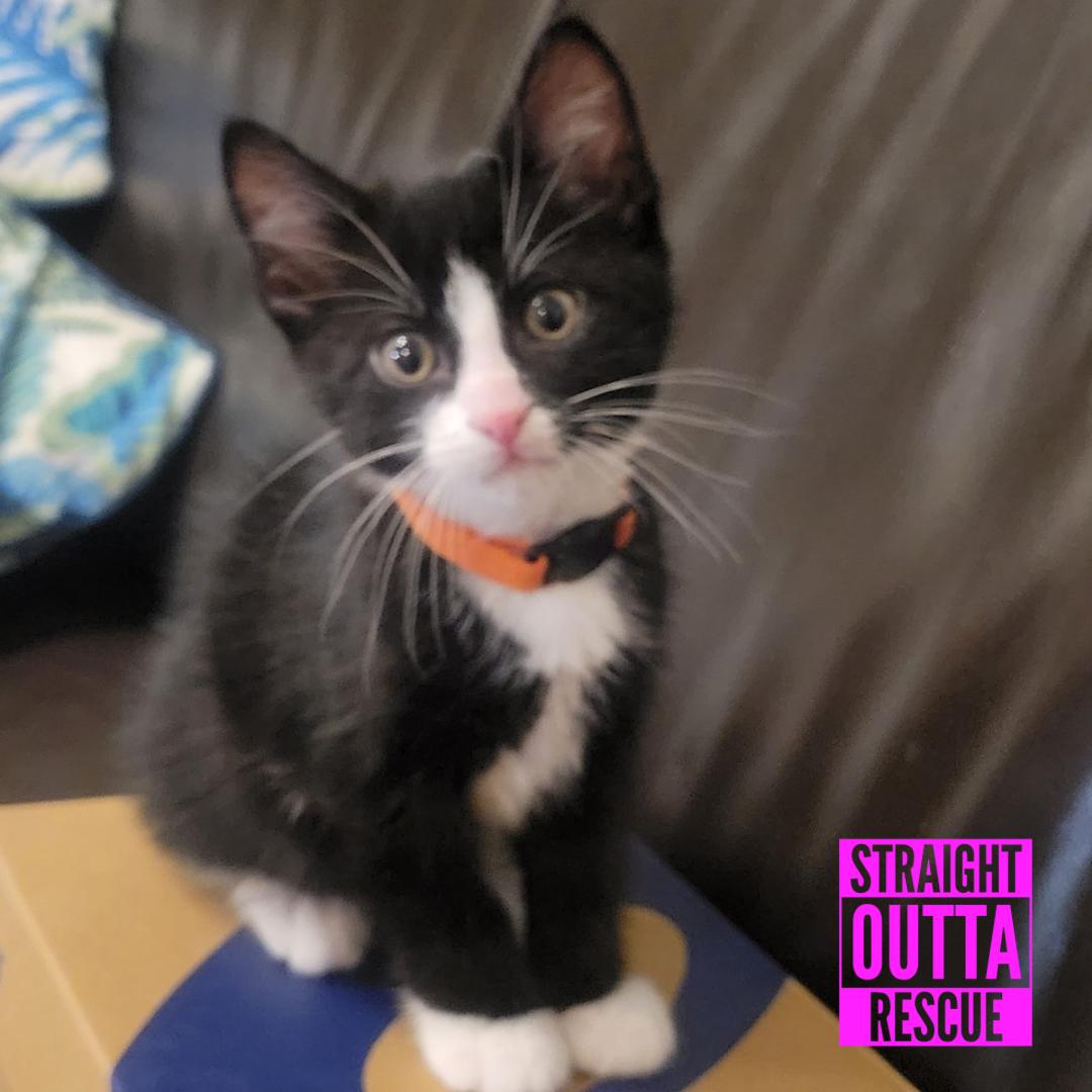 Bond, a ADOPTABLE Domestic Short Hair in Vancouver, BC image 6/6