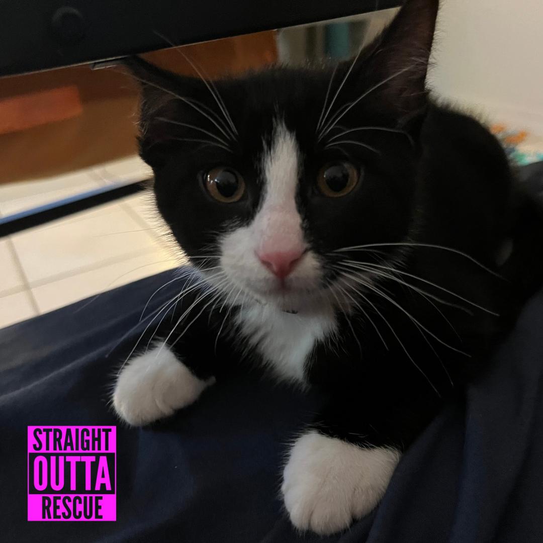 Bond, a ADOPTABLE Domestic Short Hair in Vancouver, BC image 3/6