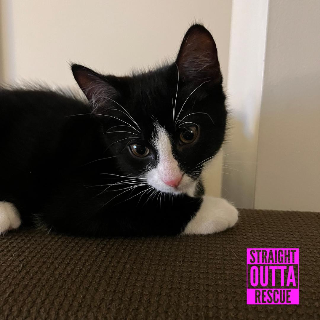 Bond, a ADOPTABLE Domestic Short Hair in Vancouver, BC image 2/6