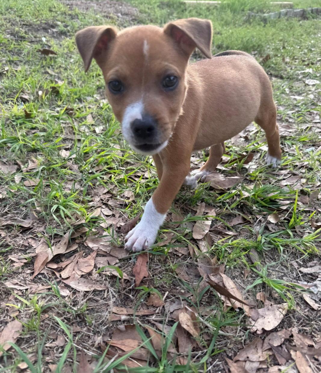 Enlarge Andy, a Adoptable Terrier in Sanford, FL image 1/1