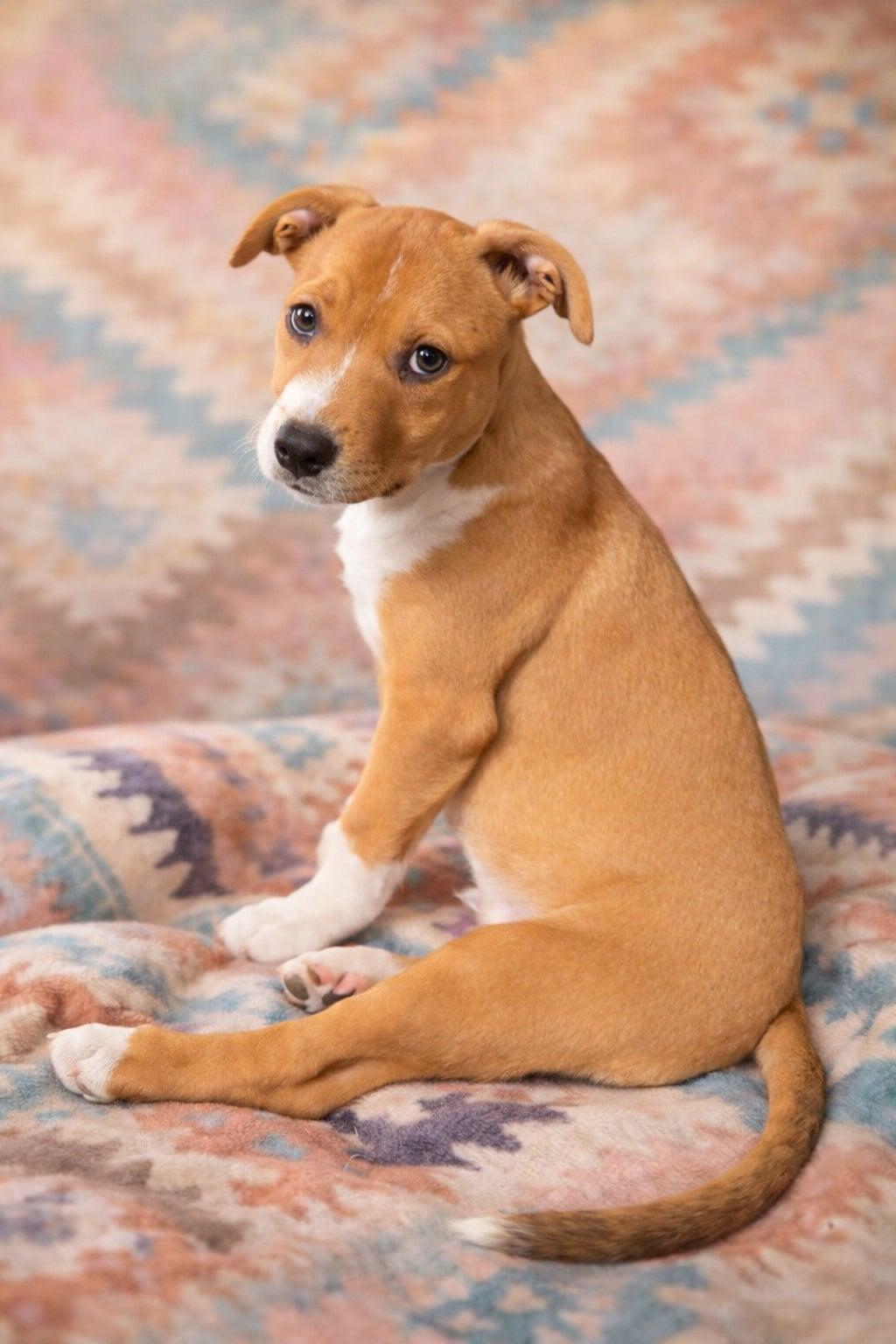 Enlarge Andy, a Adoptable Staffordshire Bull Terrier in Sanford, FL image 3/3