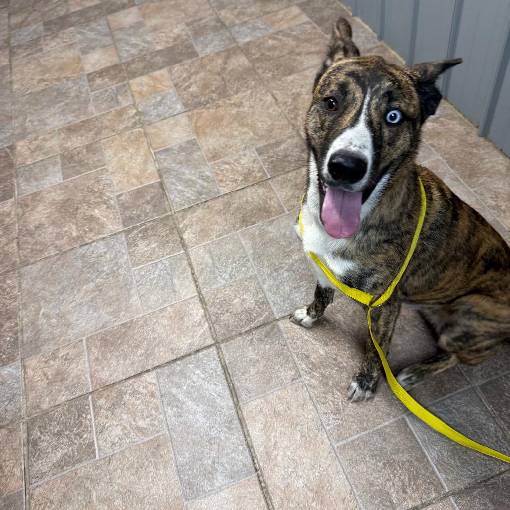 polly, Adoptable, Young Female Shepherd & Husky.