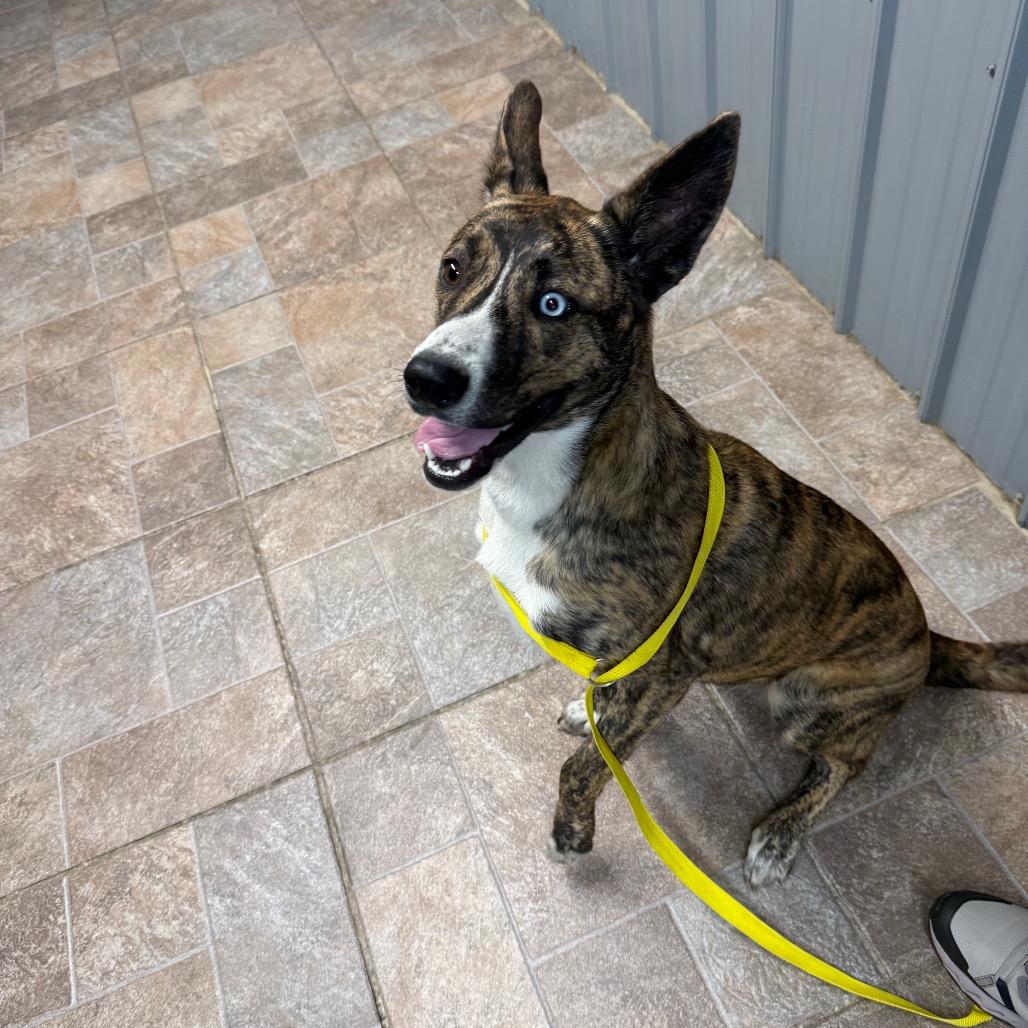polly, a Adoptable mixed breed in Homer, NY image 2/2