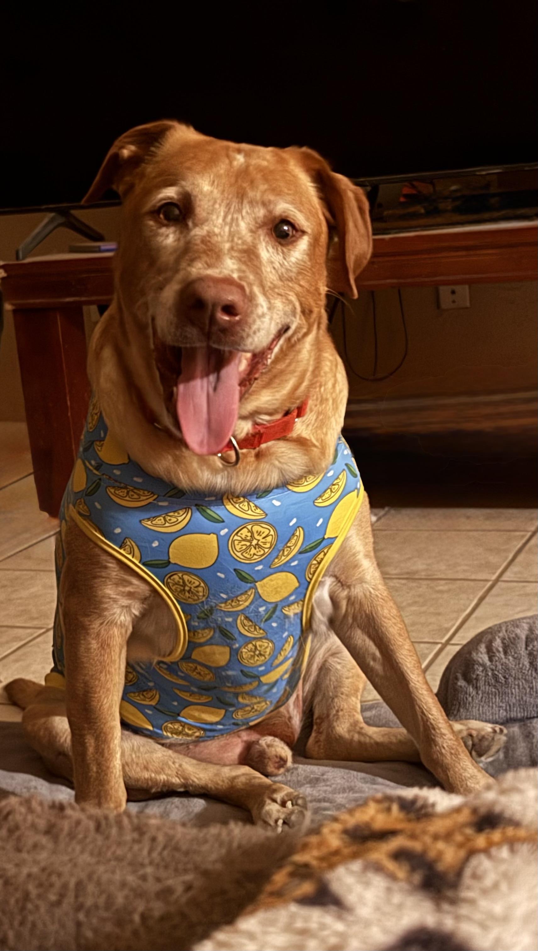 Enlarge Coby, a Adopted mixed breed in Edmonds, WA image 3/6
