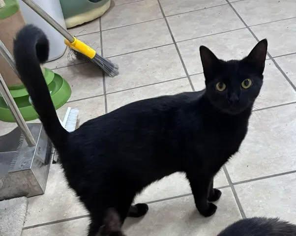 Louise, adopted, Young Female American Shorthair.