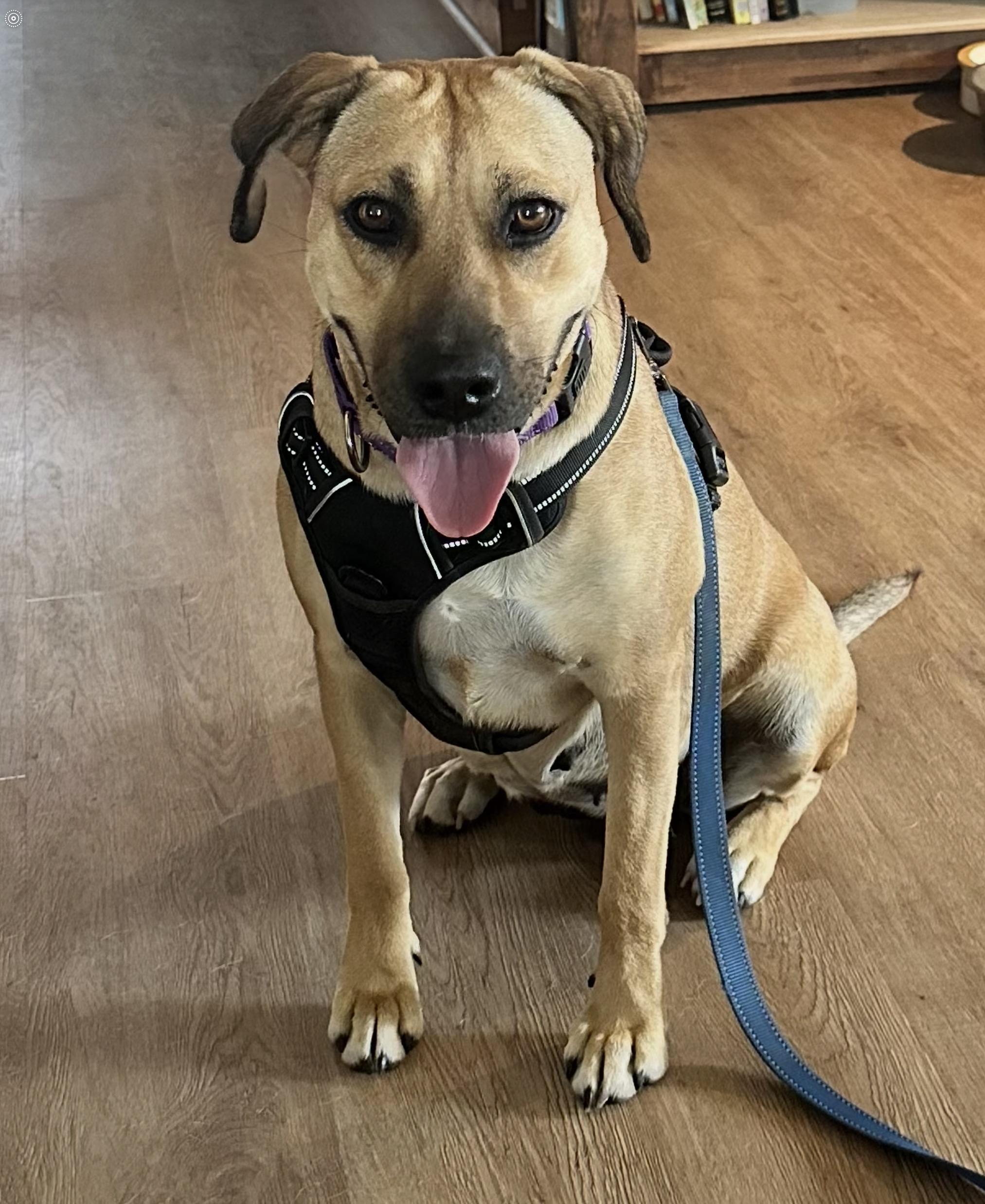 Enlarge Hazel, a Adoptable mixed breed in League City , TX image 6/6