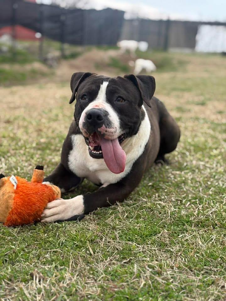 Scooter — thumbnail 2