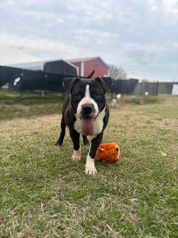 Scooter — thumbnail 3