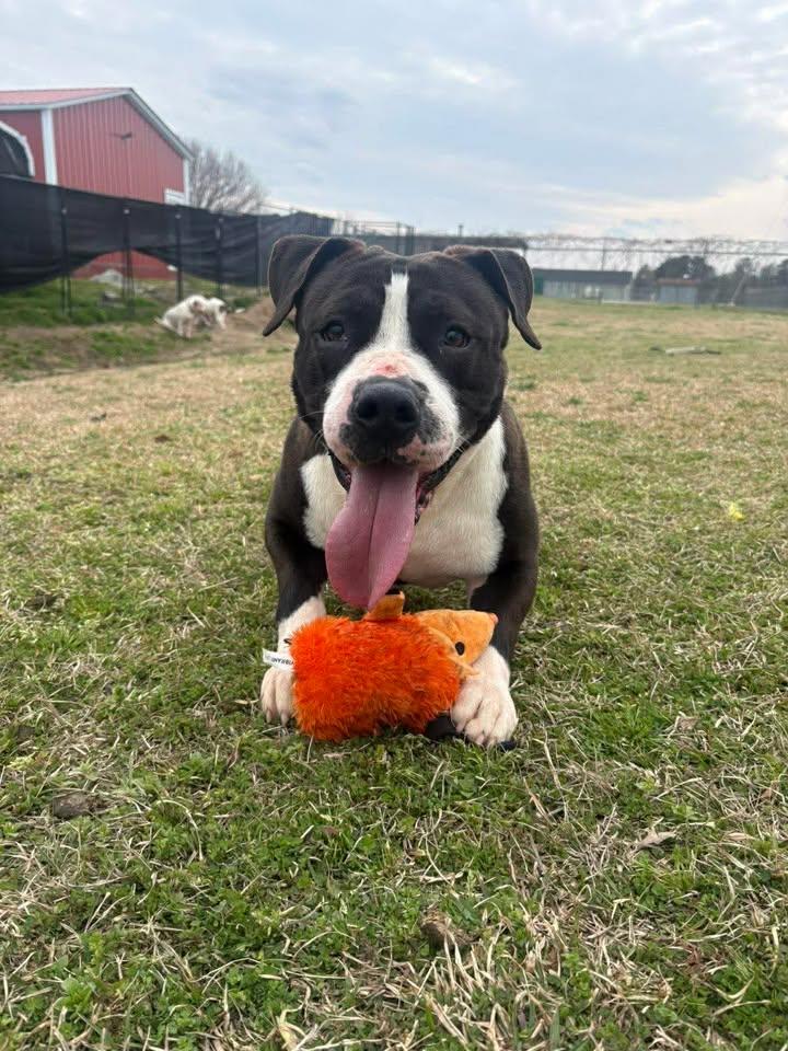 Scooter — thumbnail 4