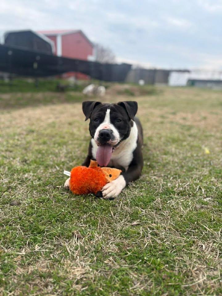 Scooter — thumbnail 6