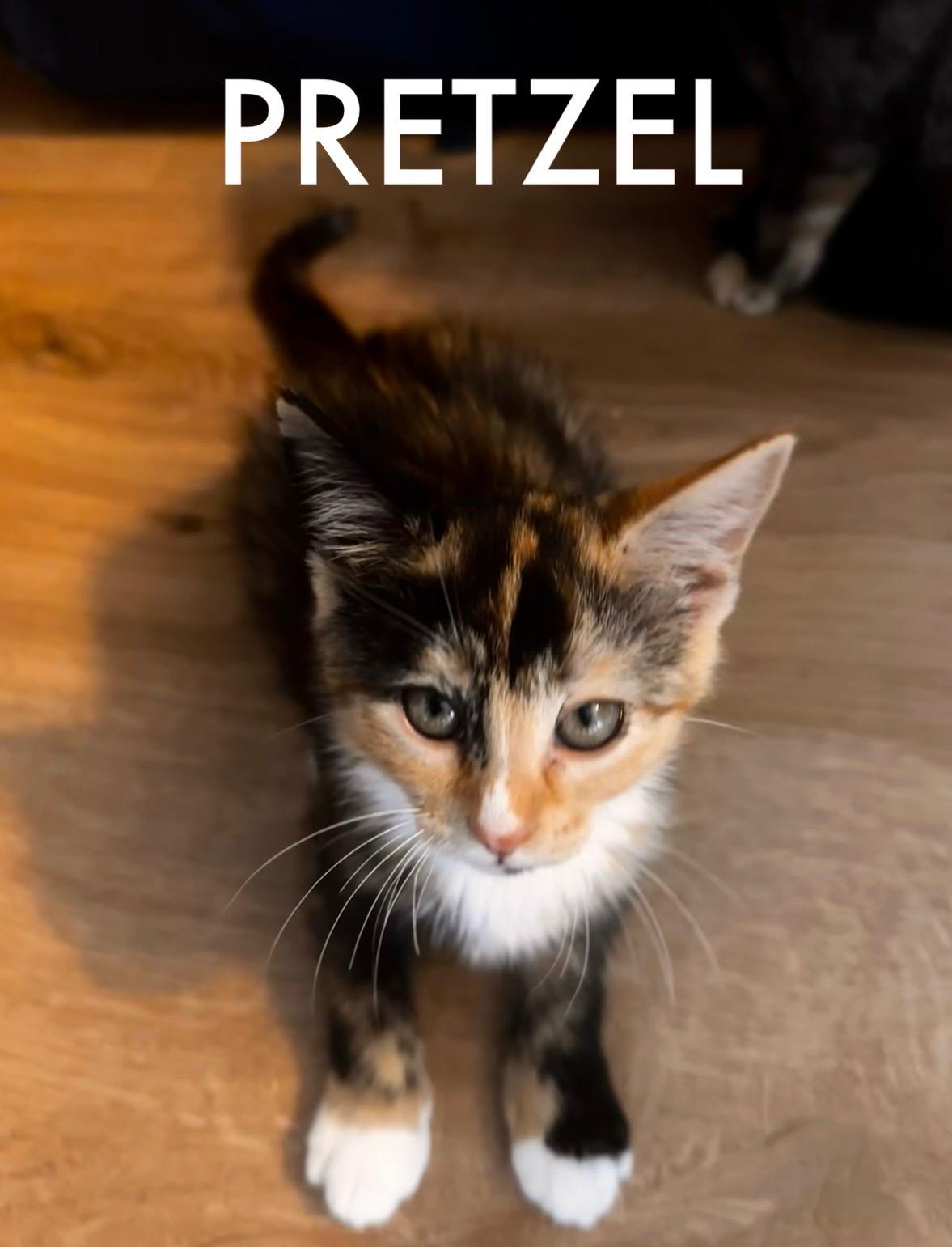 Enlarge Pretzel, a ADOPTABLE Domestic Short Hair in Collierville, TN image 1/2
