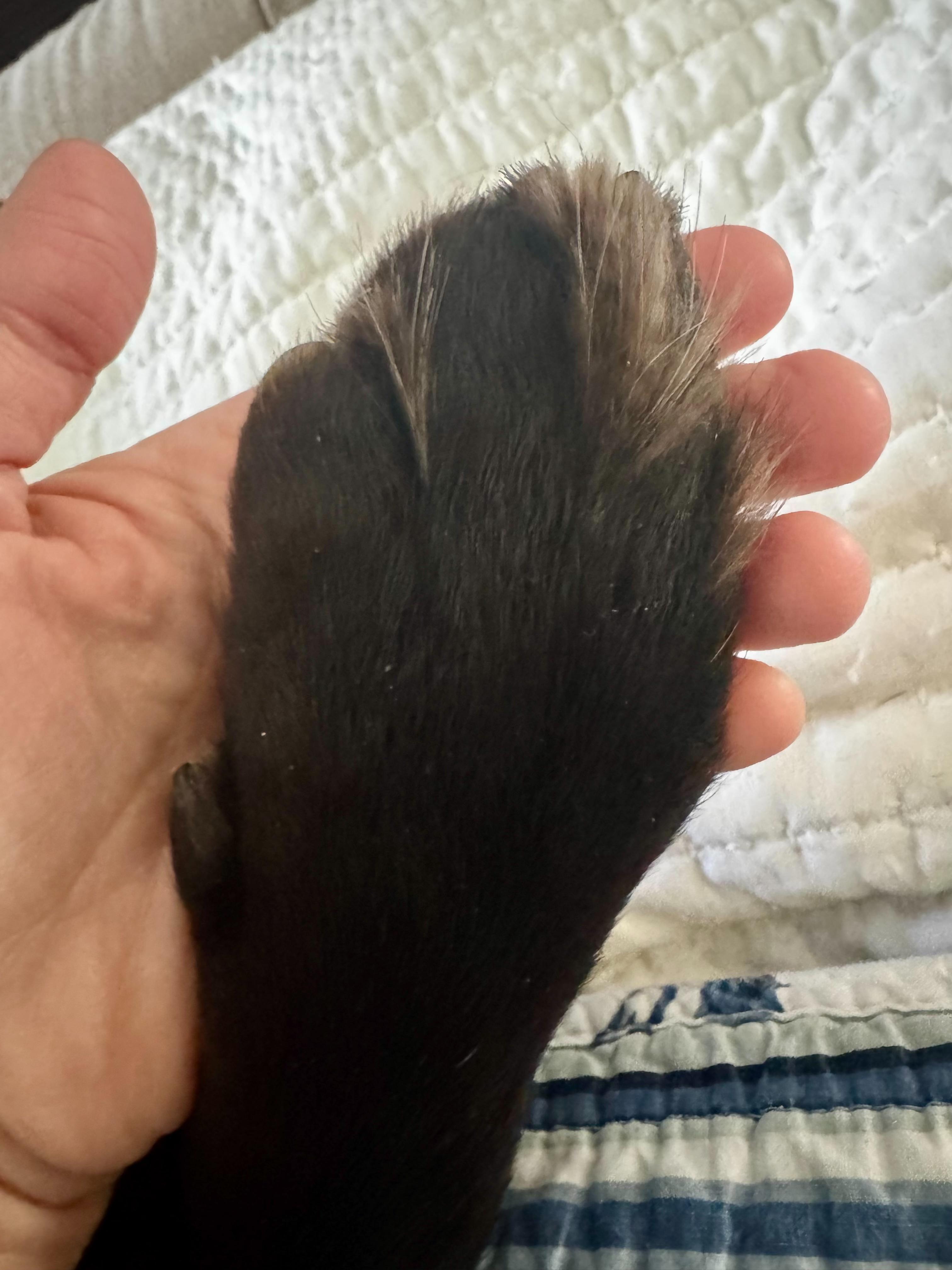 MIRABELLE, an adoptable mixed breed in Alpharetta, GA image 6/6