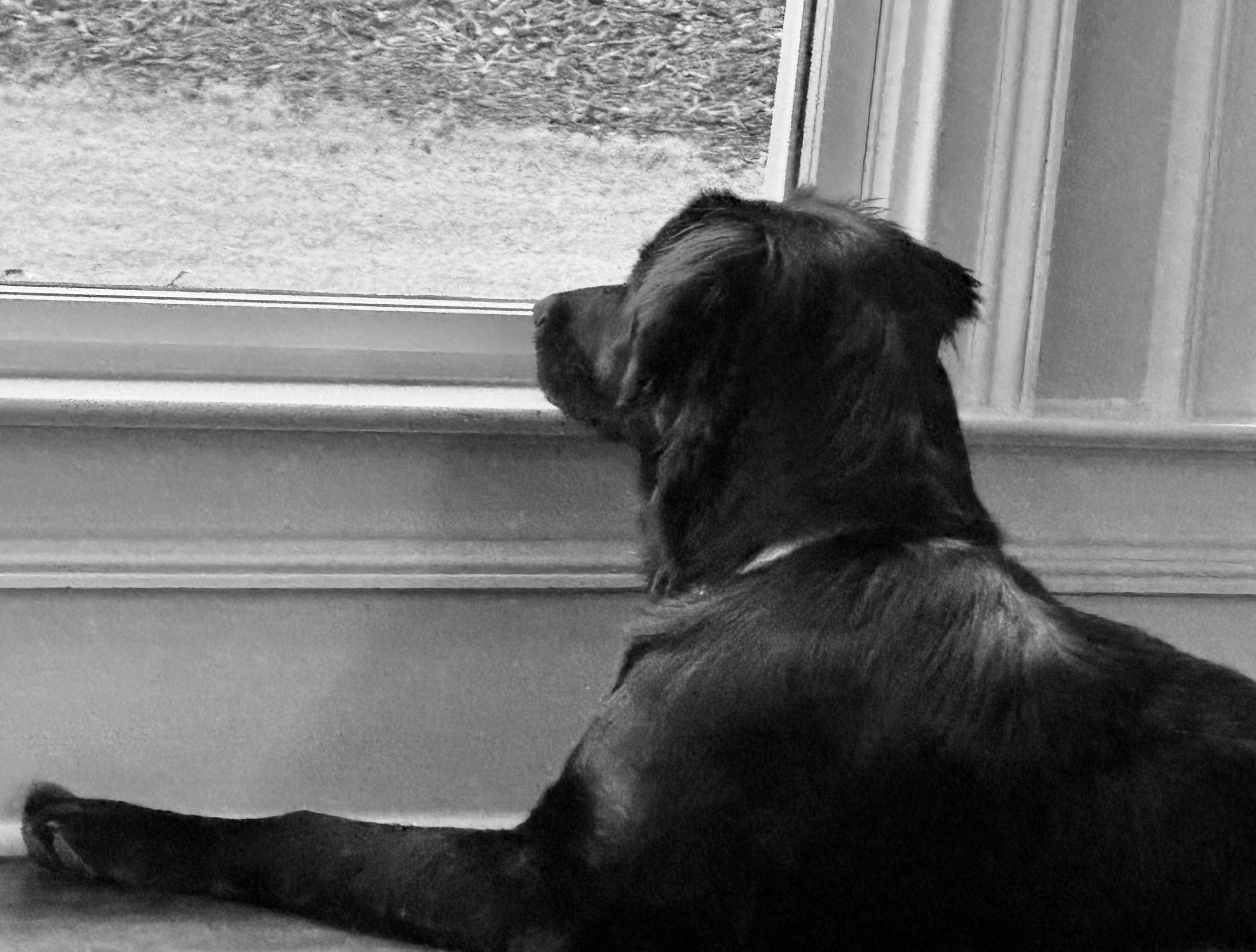 MIRABELLE, an adoptable mixed breed in Alpharetta, GA image 5/6