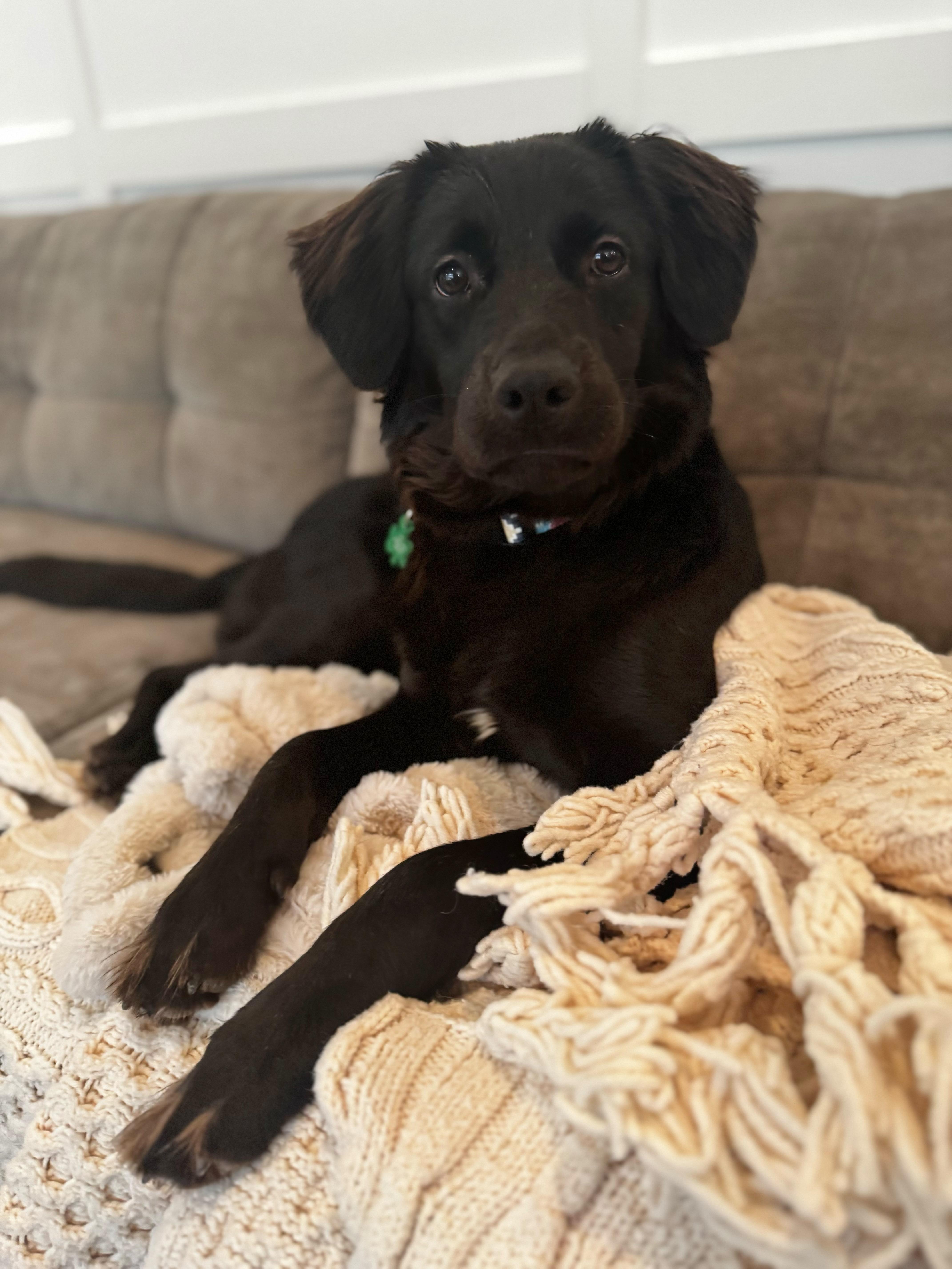 MIRABELLE, adoptable, Young Female Flat-Coated Retriever & Golden Retriever.