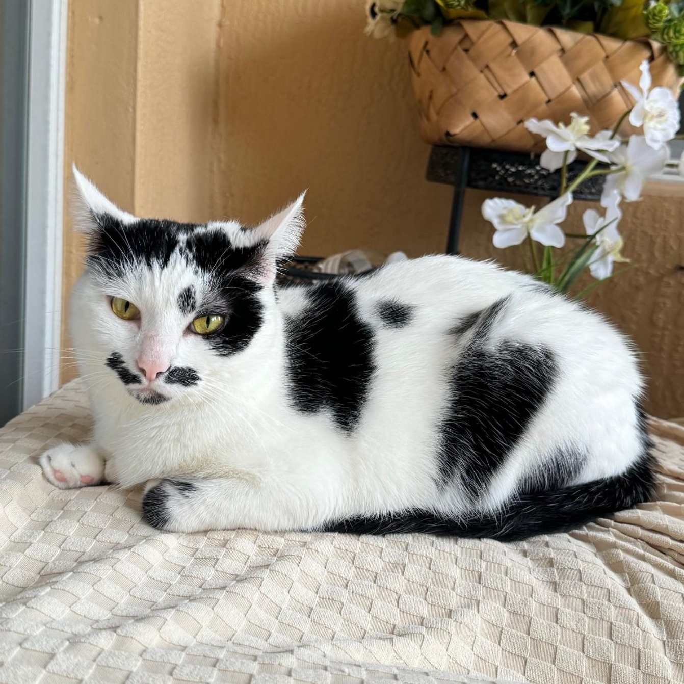 Jojo, ADOPTABLE, Young Female Domestic Short Hair.