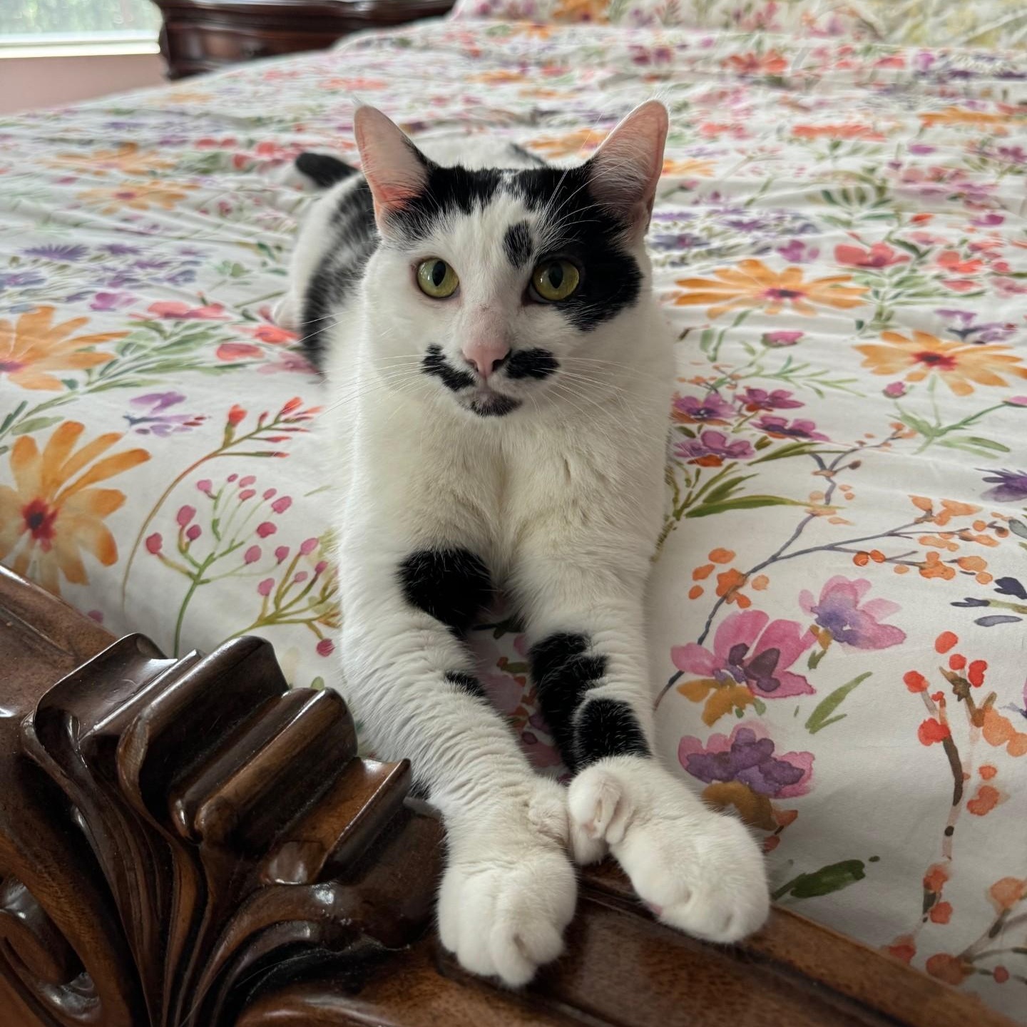 Enlarge Jojo, a ADOPTABLE Domestic Short Hair in Boca Raton, FL image 2/3