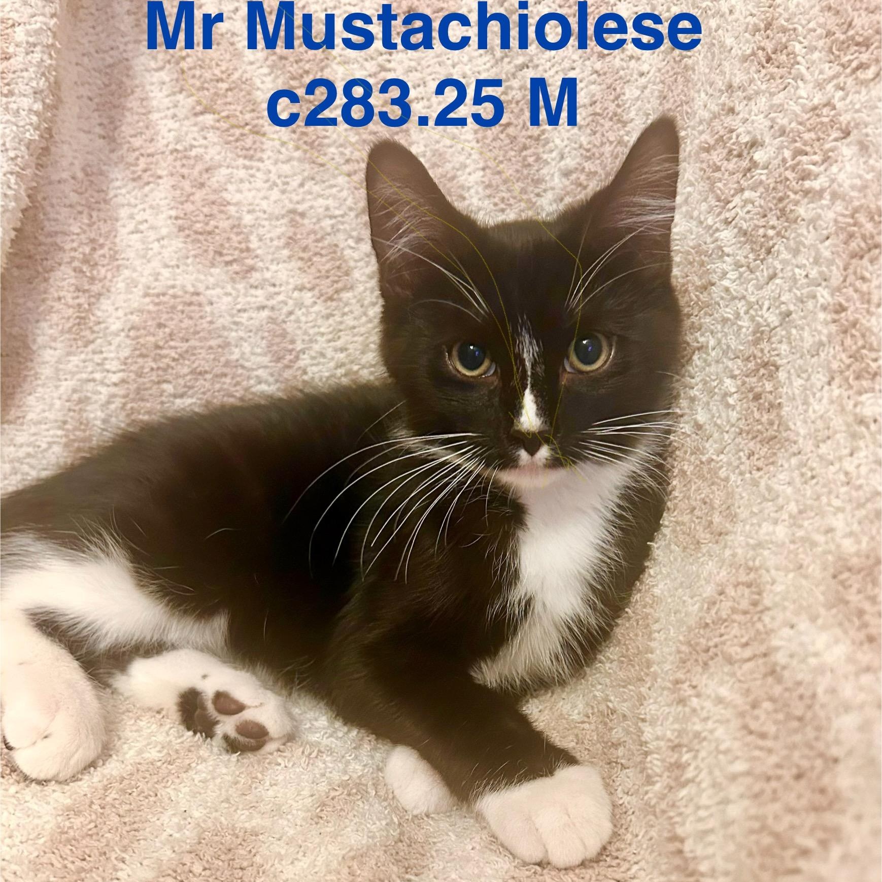 Foster Mr. Mustache, Adoptable, Kitten Male Domestic Short Hair.