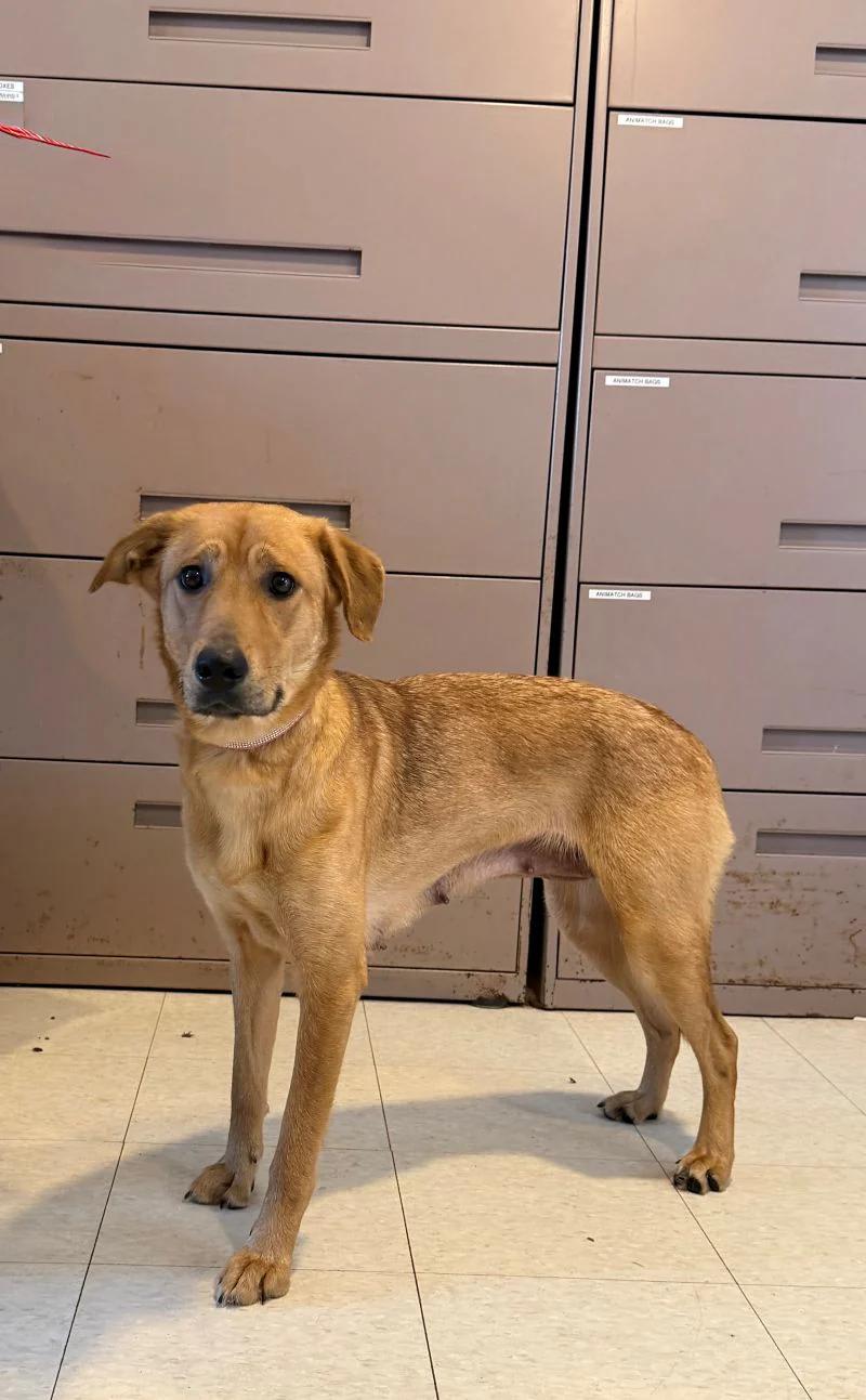 Tricks, an adopted Labrador Retriever in Pointe-Fortune, QC image 2/4