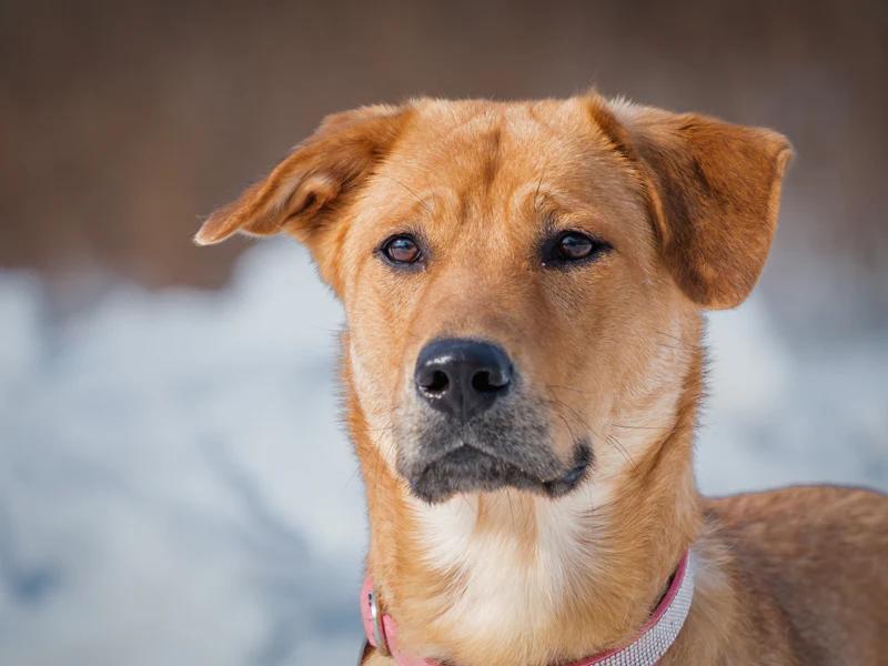 Tricks, an adopted Labrador Retriever in Pointe-Fortune, QC image 1/4