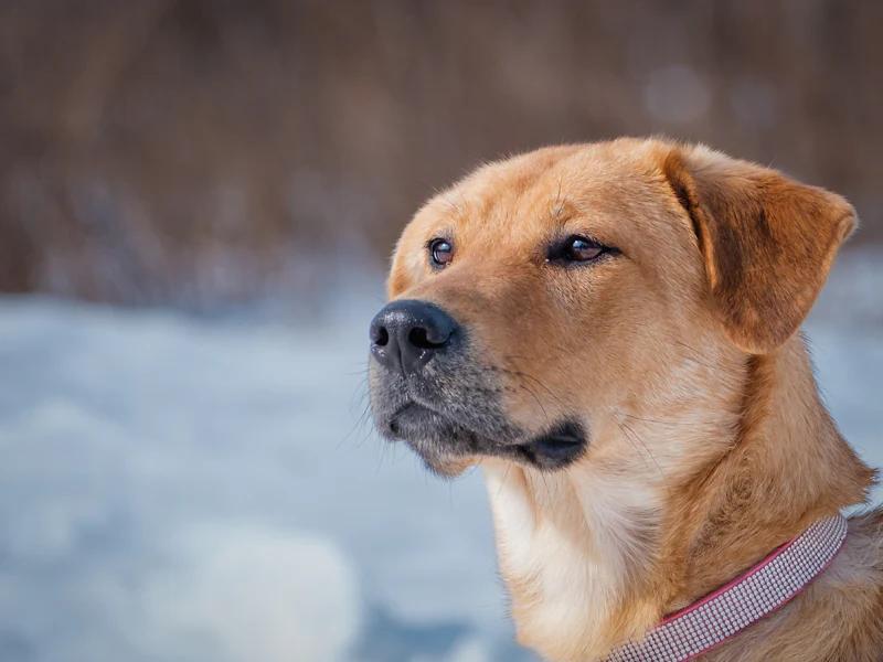 Tricks, an adopted Labrador Retriever in Pointe-Fortune, QC image 4/4