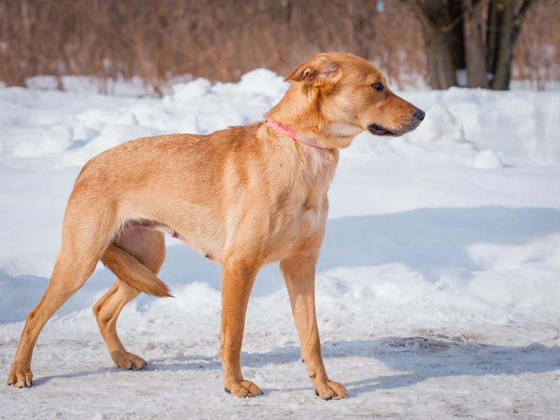 Tricks, an adopted Labrador Retriever in Pointe-Fortune, QC image 3/4