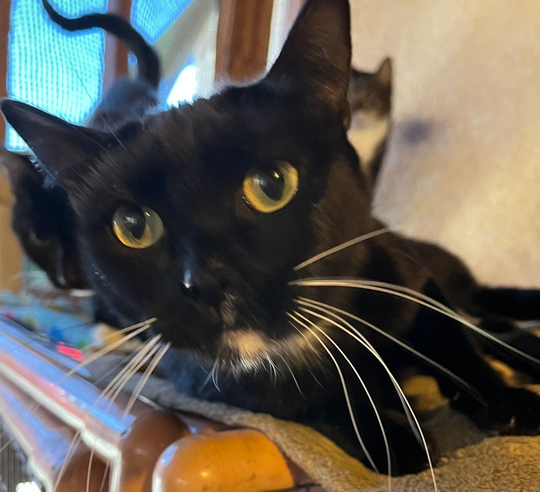 Enlarge Minnie, a Adoptable Tuxedo in Redondo Beach, CA image 1/5