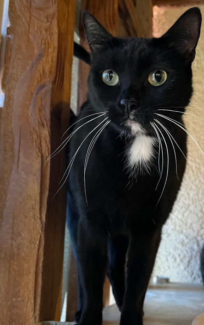 Enlarge Minnie, a Adoptable Tuxedo in Redondo Beach, CA image 2/5