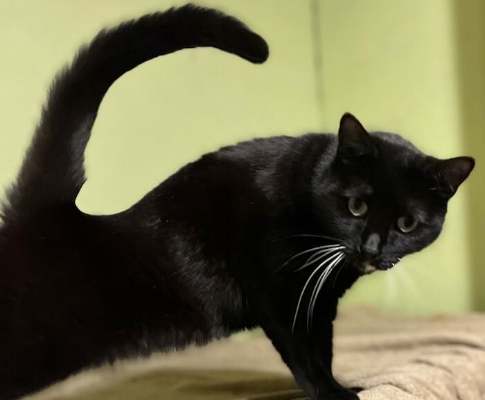 Enlarge Minnie, a Adoptable Tuxedo in Redondo Beach, CA image 3/5